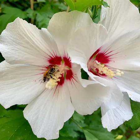 Апартаменты Berlin - Naturnah & Startklar *