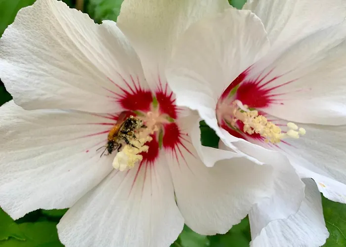 Apartamento Berlin - Naturnah & Startklar *